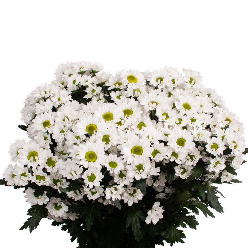 Сантини флоки (25 шт)
