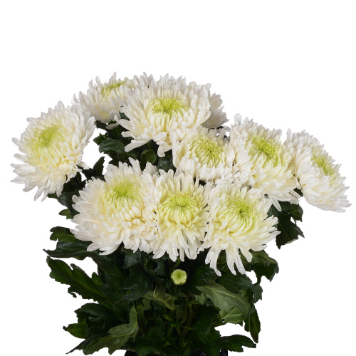 Магнум белый хризантема одноголовая (10 шт)