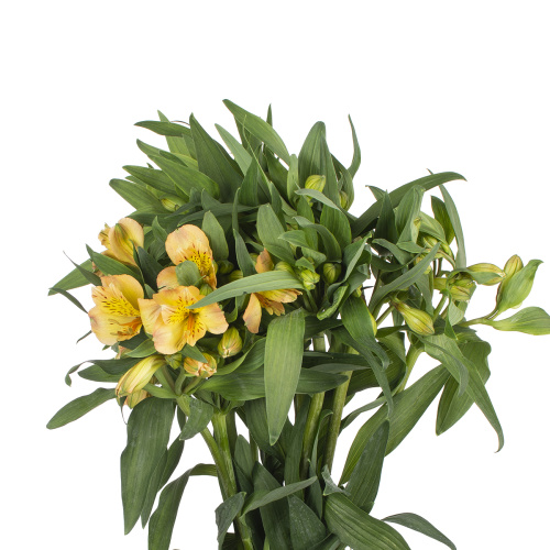 Альстромерия аврора (10 шт)