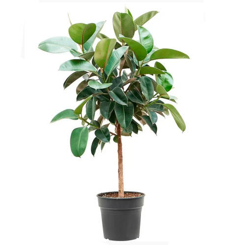 Фикус робуста штамб 120/24 см