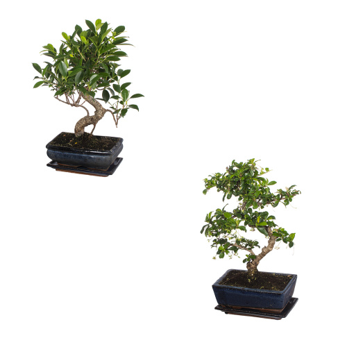 Бонсай микс 35/20 см