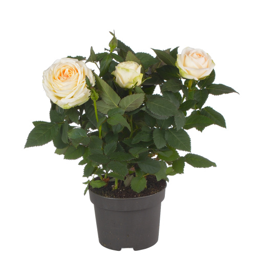 Роза белами кордана 30/10 см