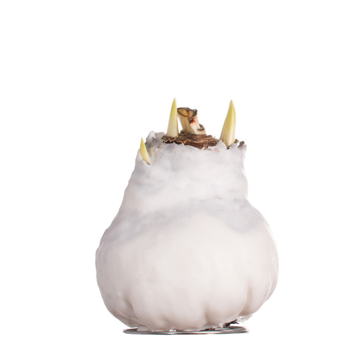 Гиппеаструм в воске уайт 20 см