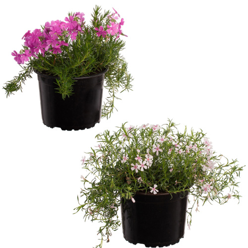 Флокс шиловидный 20/12 см