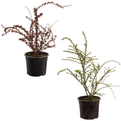 Барбарис 50/19 см