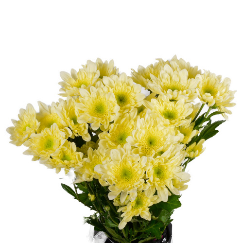 радост крем куст. (5 шт)