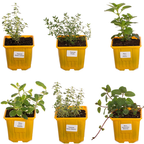 Пряный микс 15/9 см