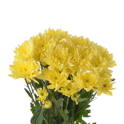 Пина Колада куст. (5 шт)