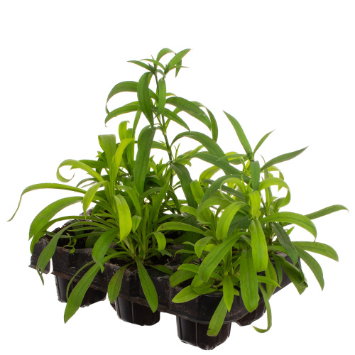 Рассада гвоздика (х6)