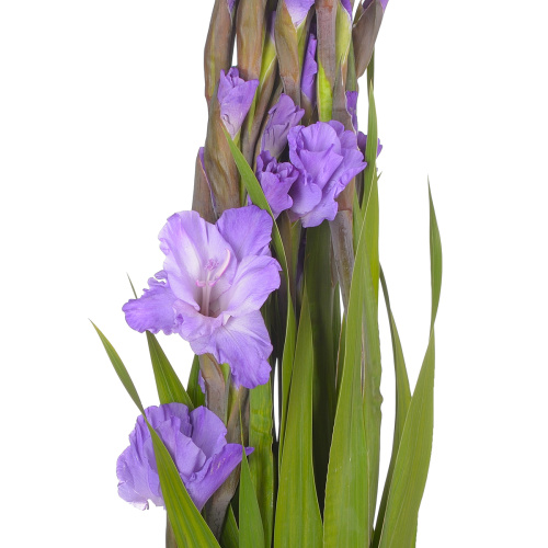 гладиолус милка (10 шт)