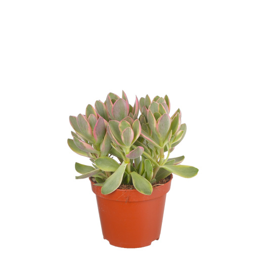 Крассула манемейкер 15/8 см