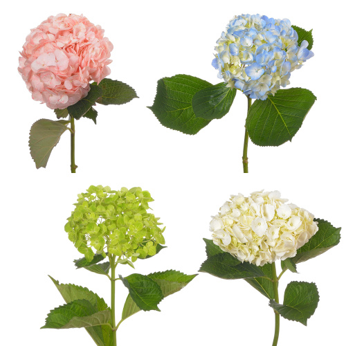 Гидрангея микс Колумбия (1 шт)