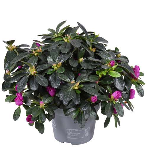 Азалия фламенко 30/13 см