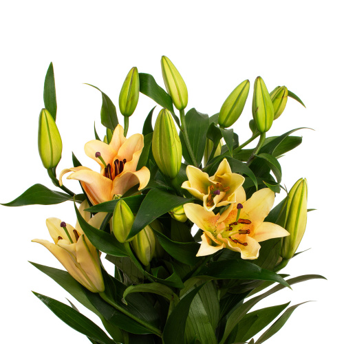 Лилия зелмира (5 шт)