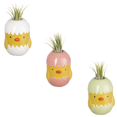 Композиция тилландсия атмосферная 20/8 см