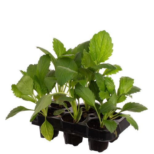 Рассада астра (х6)