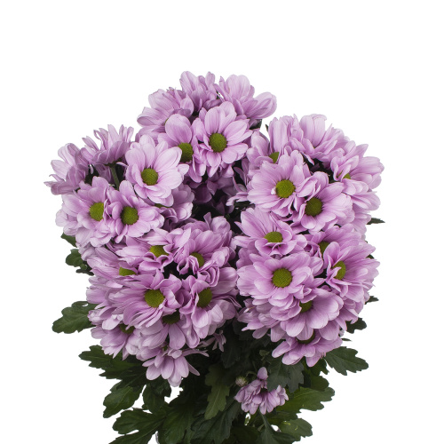 Прешес хризантема кустовая (5 шт)