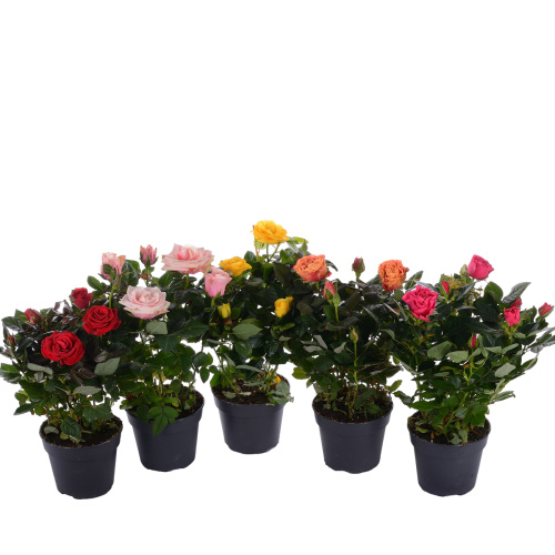 Роза Патио микс 40/13 см