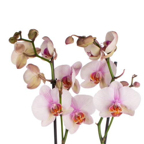 Орхидея фаленопсис мадрид 2 цв 65/12 см