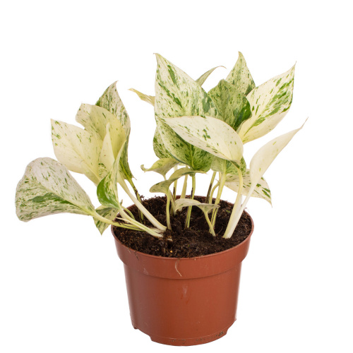 Эпипремнум сноу леопард 15/12 см