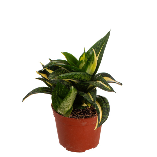 Сансевиерия спираль стар 15/9 см