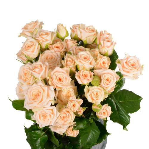 Таня куст. (10 шт) рм