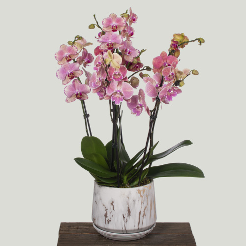 композиция из растений 19