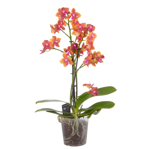 Орхидея фаленопсис мульти болгери 2 цв 35/12 см