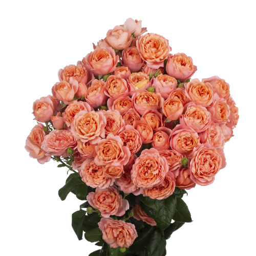 Новая джульетта куст. (10 шт) рм