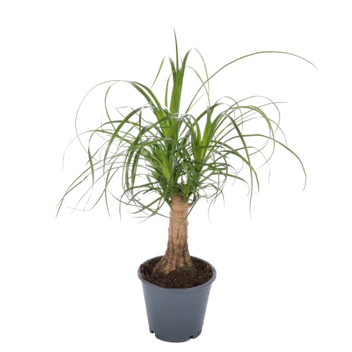 нолина бокарнея 30/12 см