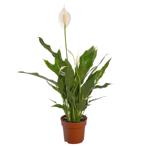 Спатифиллум свит бенито 55/13 см