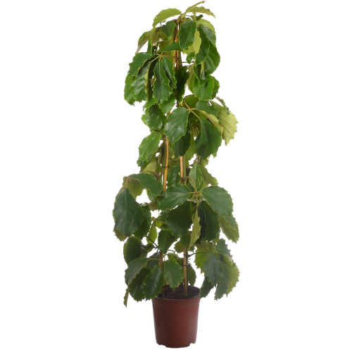 Тетрастигма 150/27 см