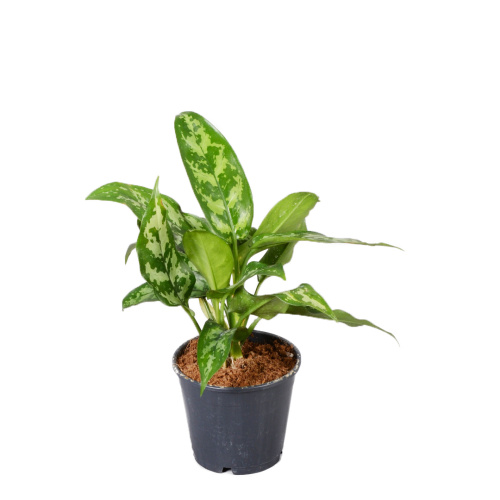 Аглаонема мария 40/14 см