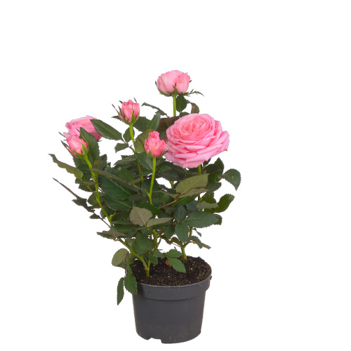 Роза адель 30/10 см