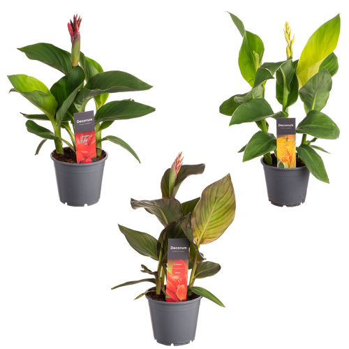 Канна микс 45/14 см