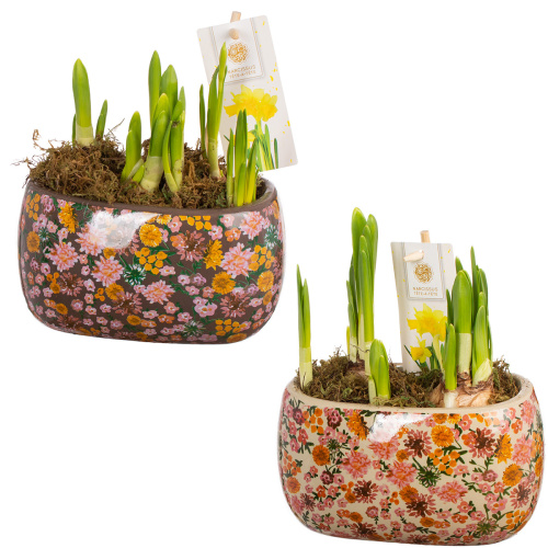 Нарцисс в деко кашпо 20/17 см