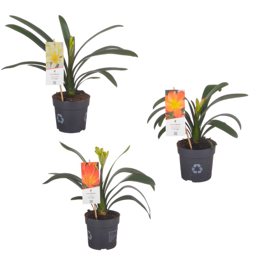 Кливия микс 50/13 см