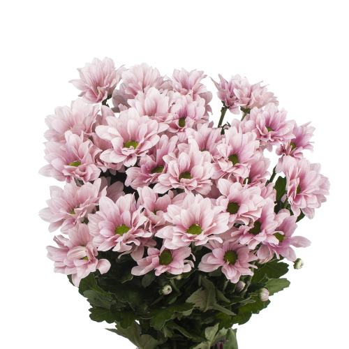 Бейби хризантема кустовая (5 шт)