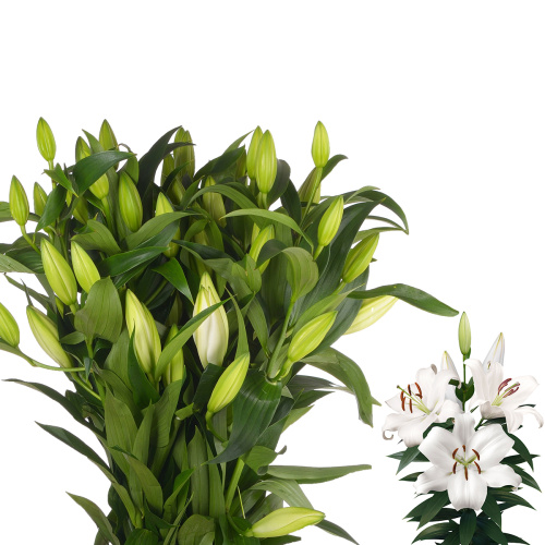 Лилия замбеси (5 шт)