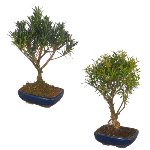 Бонсай микс 30/20 см