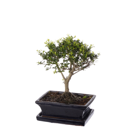 Бонсай микс 20/12 см (разные сорта)