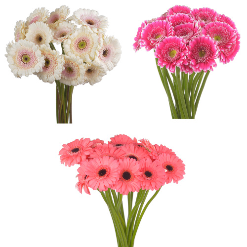 гербера мини (20 шт) разные цвета