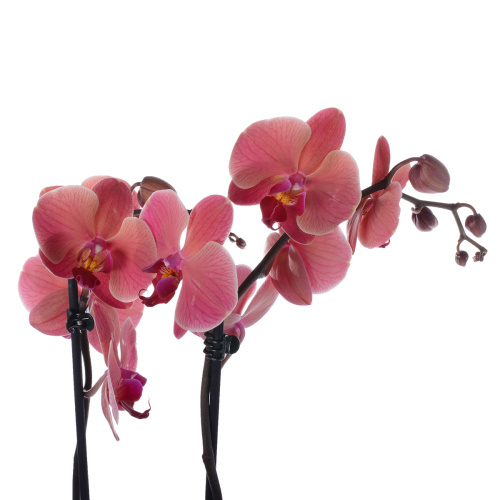 Орхидея фаленопсис оранж 2 цв 65/12 см