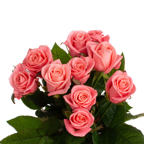 Карина (10 шт) пс