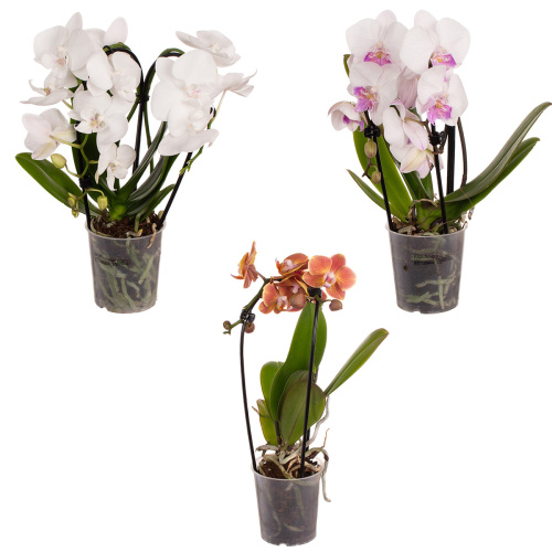 Орхидея фаленопсис каскад микс 2 цв 40/9 см