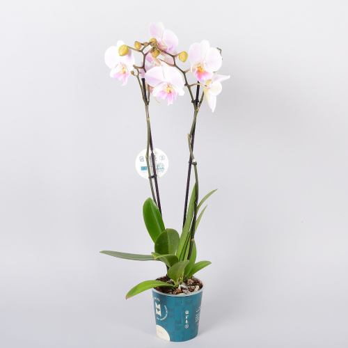 орхидея фаленопсис лайт пинк 2 цв 55/12 см