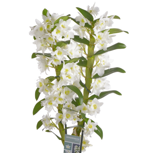орхидея дендробиум аполлон 2 цв 60/12 см