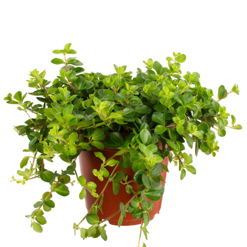 Пеперомия ротундифолия 25/15 см