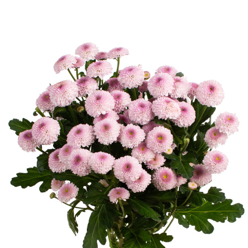 Шугарбенни хризантема кустовая (5 шт)