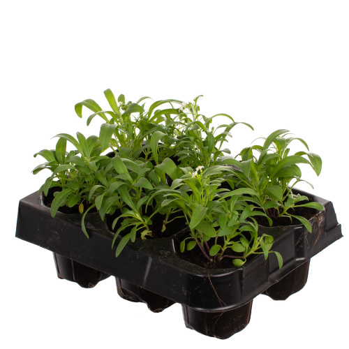 Рассада алиссум (х6)